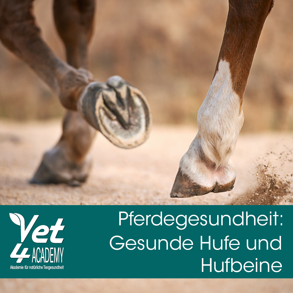 Tier, Antilope, Säugetier, Tierwelt