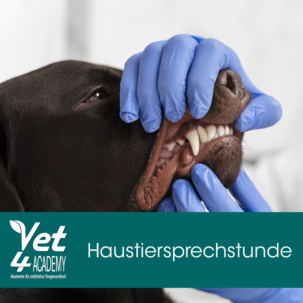 Hund, Haustier, Doktor, Person, Handschuh