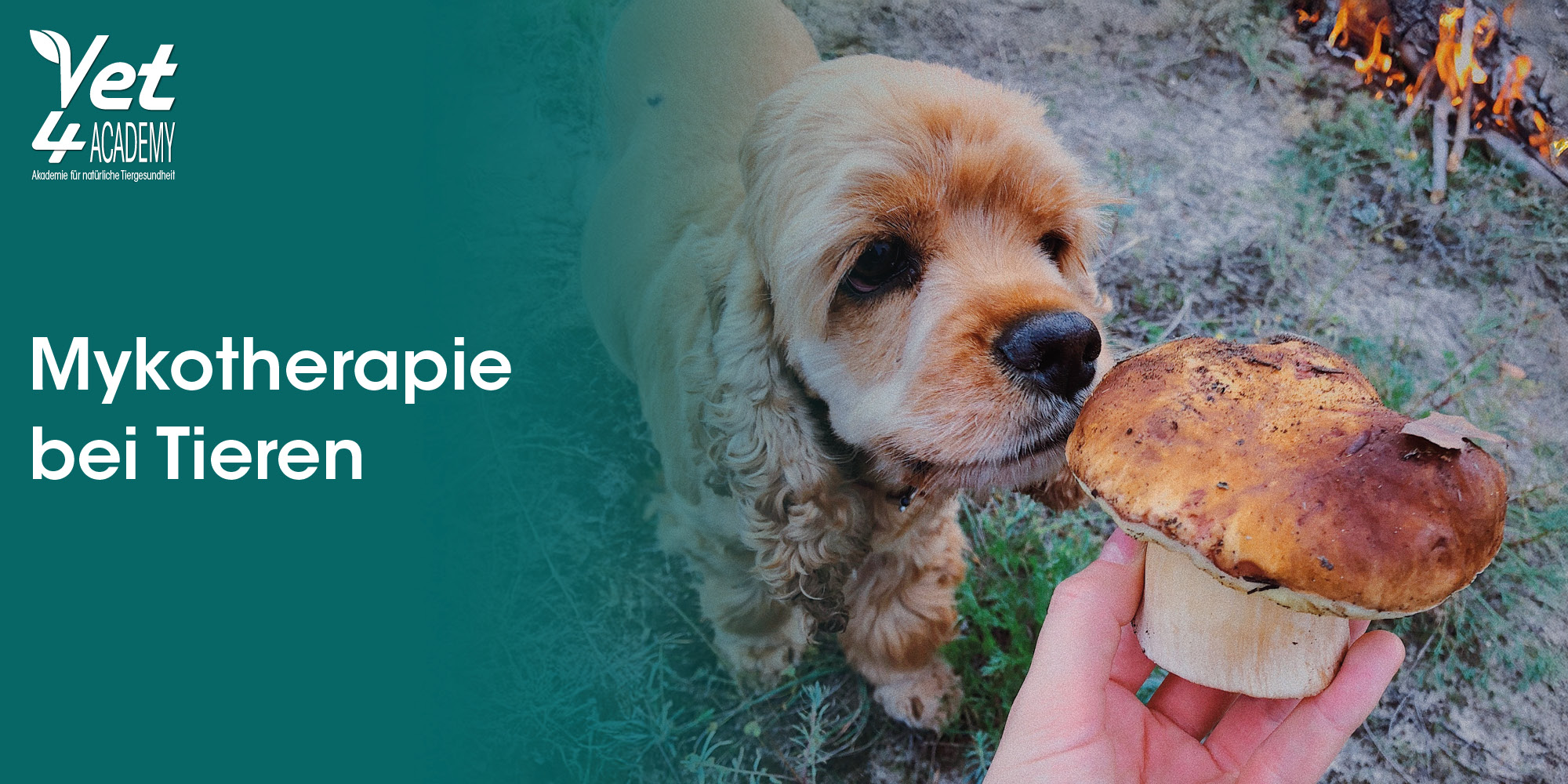 Fungus, Pflanze, Hund, Cockerspaniel, Hund, Haustier, Pilz, Pflanze, Person, Hund, Haustier, Pilz, Pflanze, Person