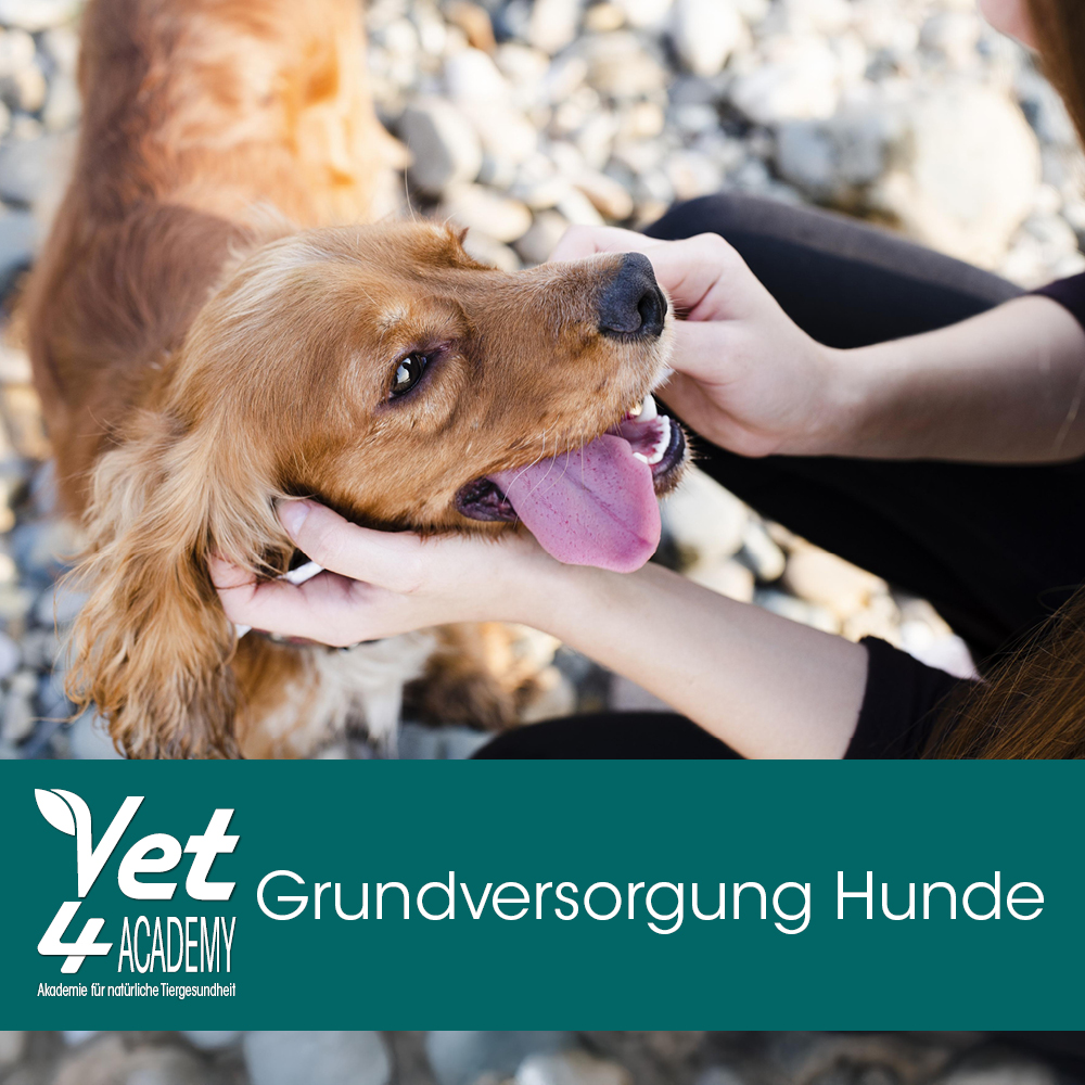 Tier, Hund, Säugetier, Haustier