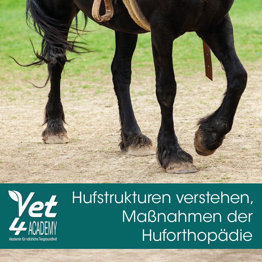 Tier, Pferd, Säugetier