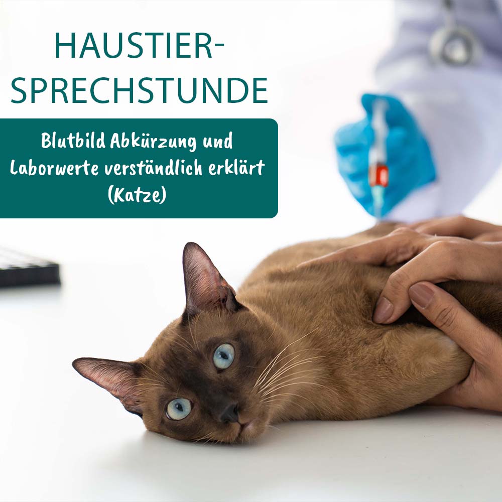 cdVet Haustiersprechstunde - Thema: Blutbild: Abkürzung und Laborwerte verständlich erklärt (Katzen)