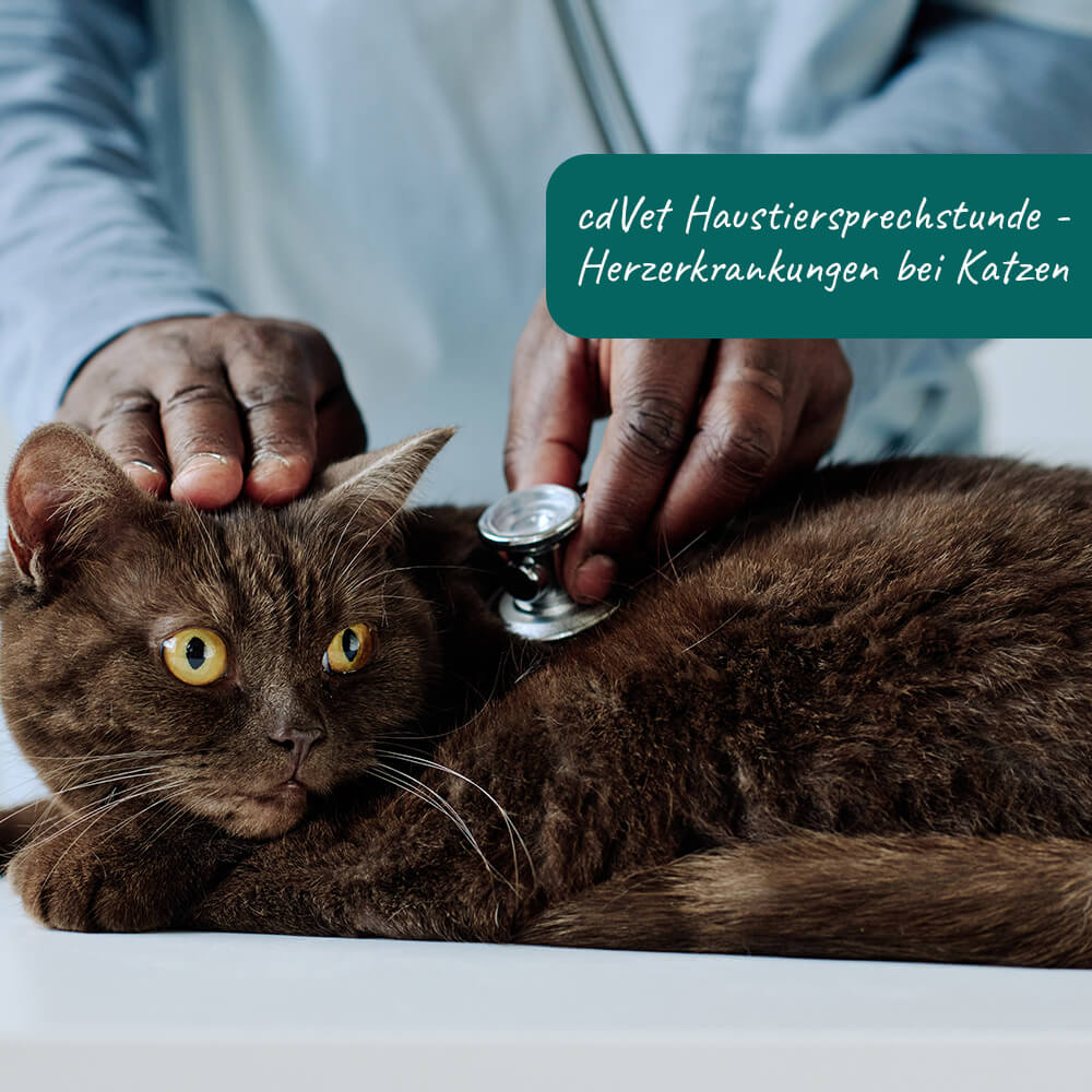 cdVet Haustiersprechstunde - Thema: Herzerkrankungen bei Katzen