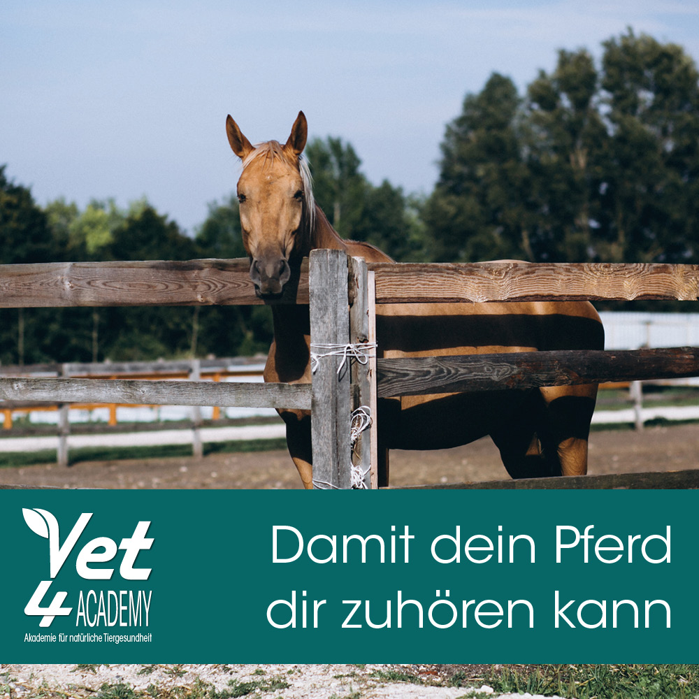 Tier, Colt Horse, Pferd, Säugetier