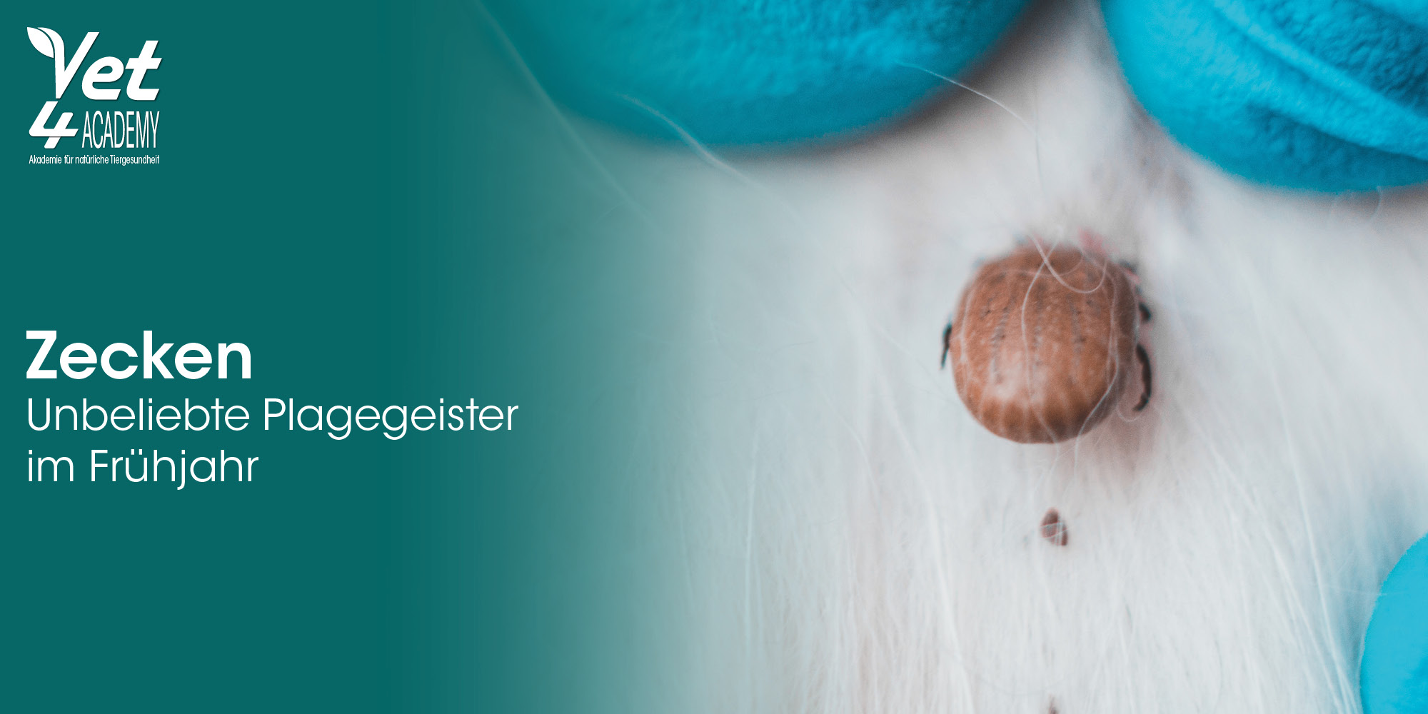 Zecken, Unliebige Plagegeister, Frühjahr, Tiergesundheit, Vet4Academy