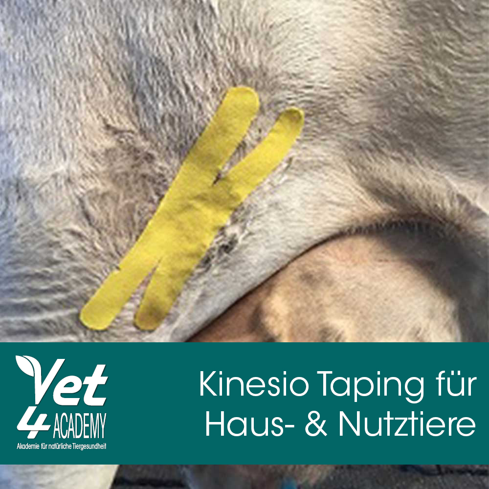 Videoaufzeichnung - Kinesio Taping für Haus- und Nutztiere