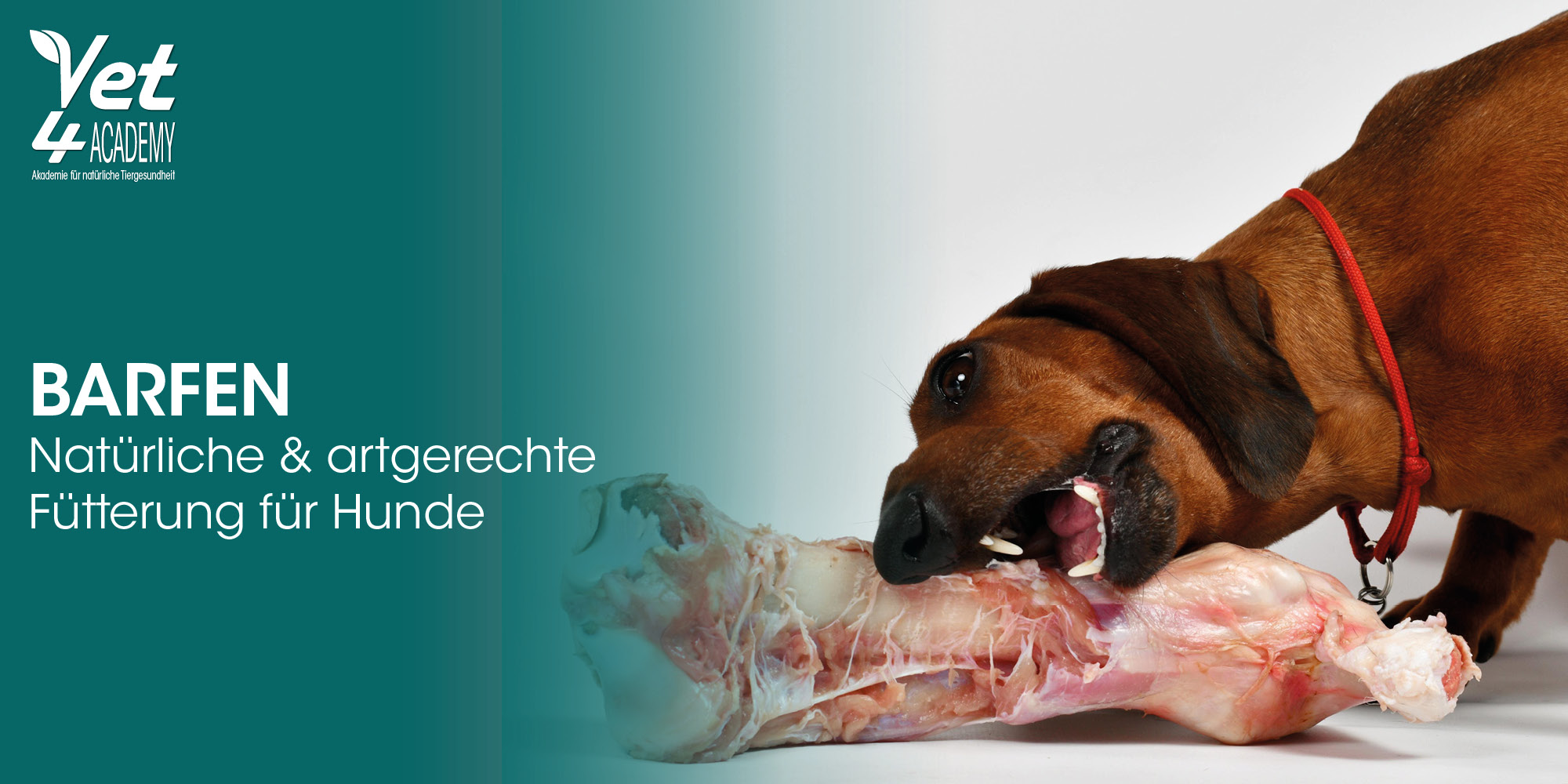 Schnauze, Werbung, Hund, Haustier, Plakat