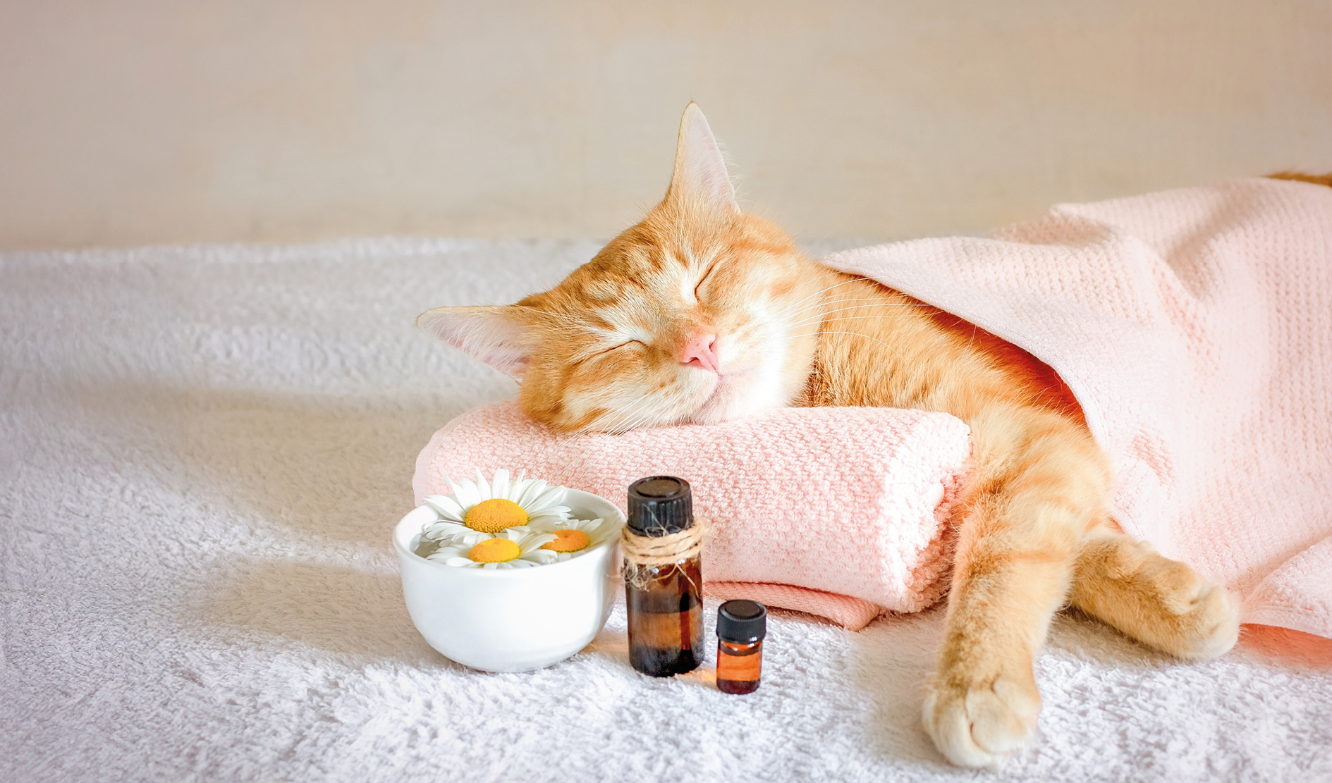 Katze, Tierpflege, Kuscheldecke, Aromatherapie, Flaschen