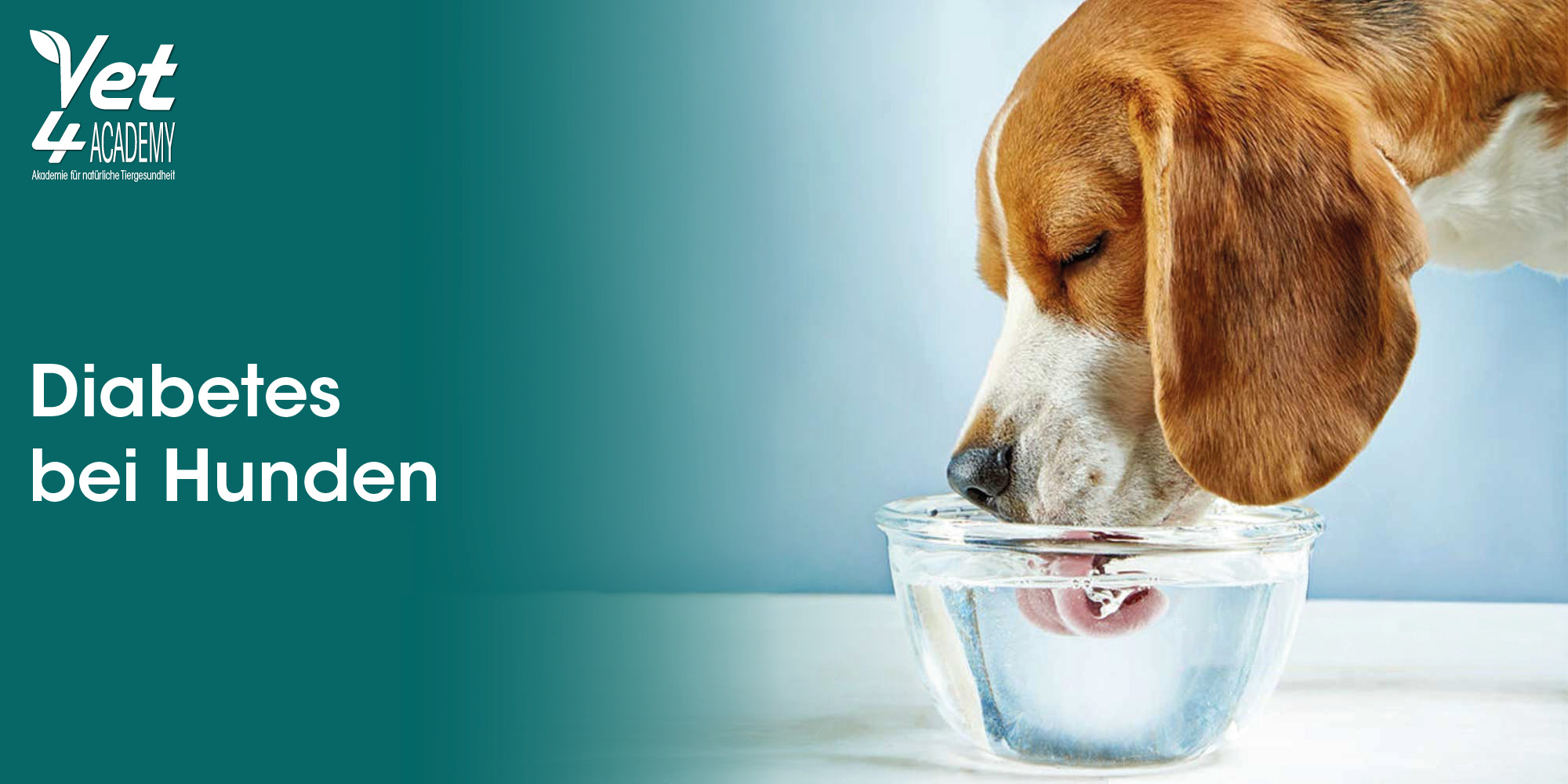 Beagle, Wasserschale, Hund, Diabetes, Tiergesundheit