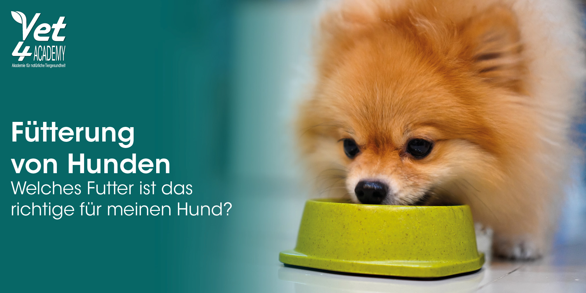 Hundefutter, Hund, Futter, Tierfutter, Napf
