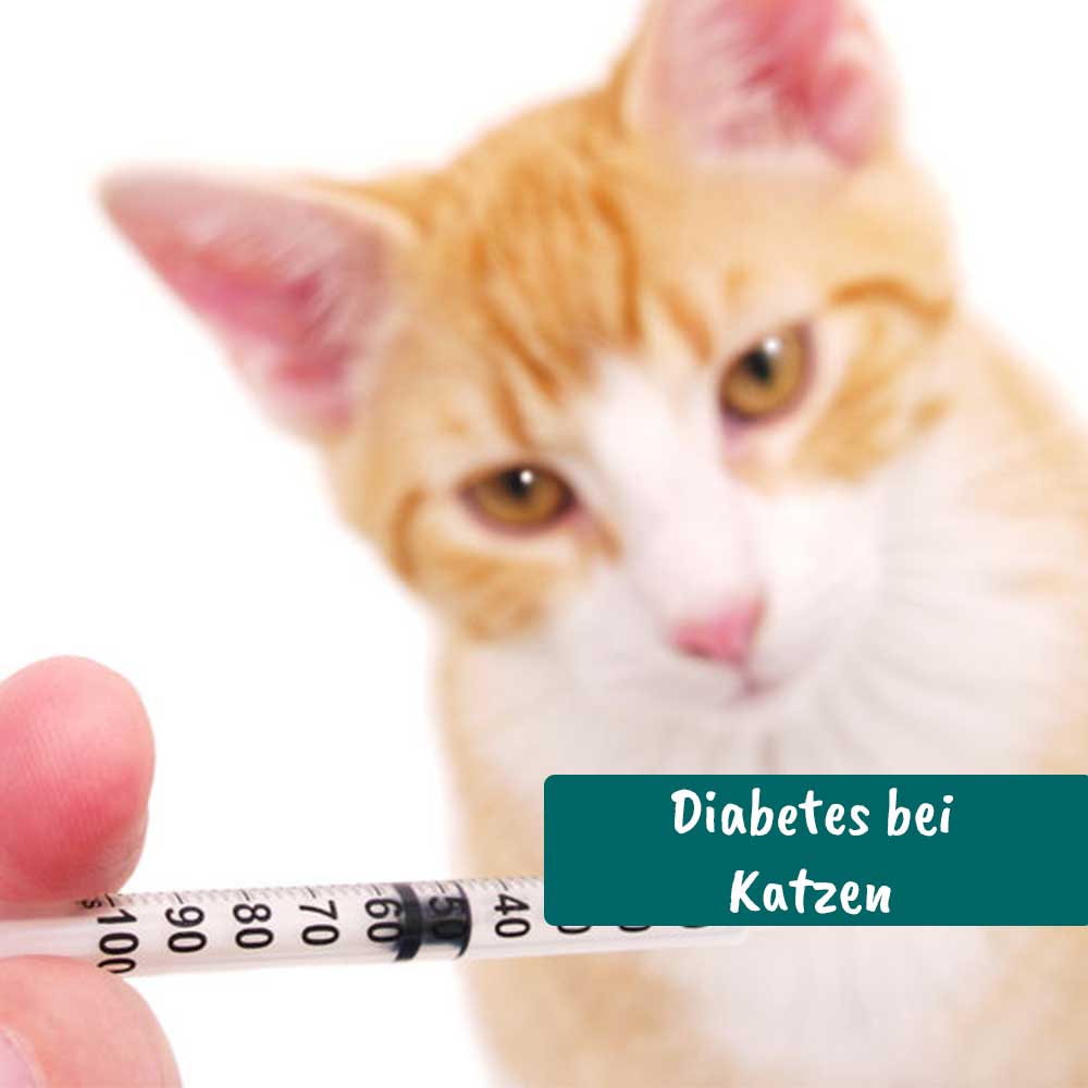 Videoaufzeichnung - Diabetes bei Katzen