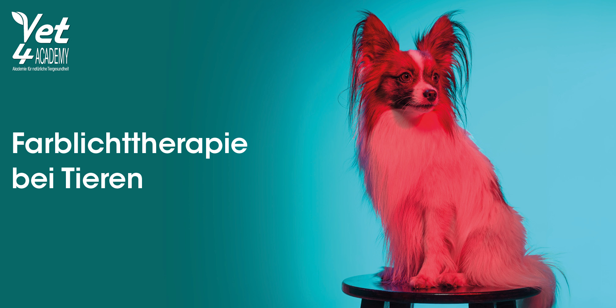 Hund, Cockerspaniel, Haustier, Papillon, Hund, Haustier, Cockerspaniel, Papillon