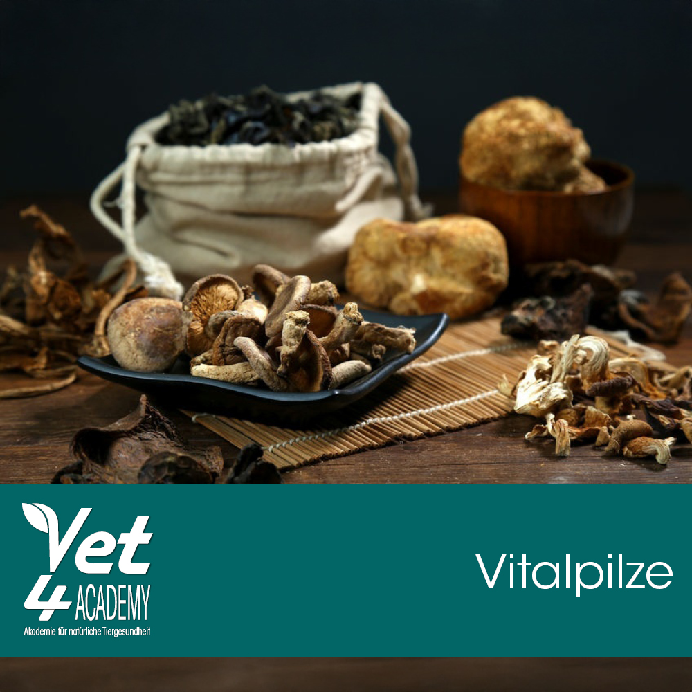 Kräuterig, Kräuter, Pflanze