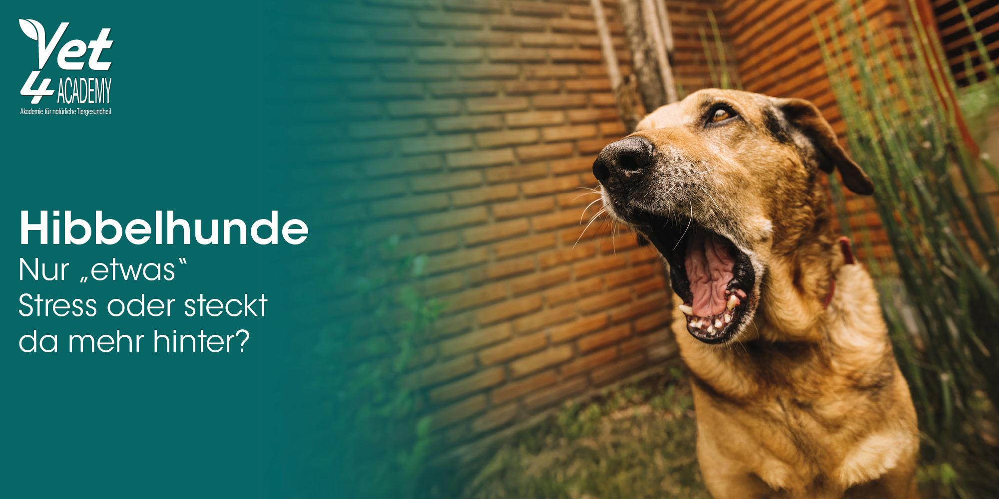 Tier, Hund, Säugetier, Haustier