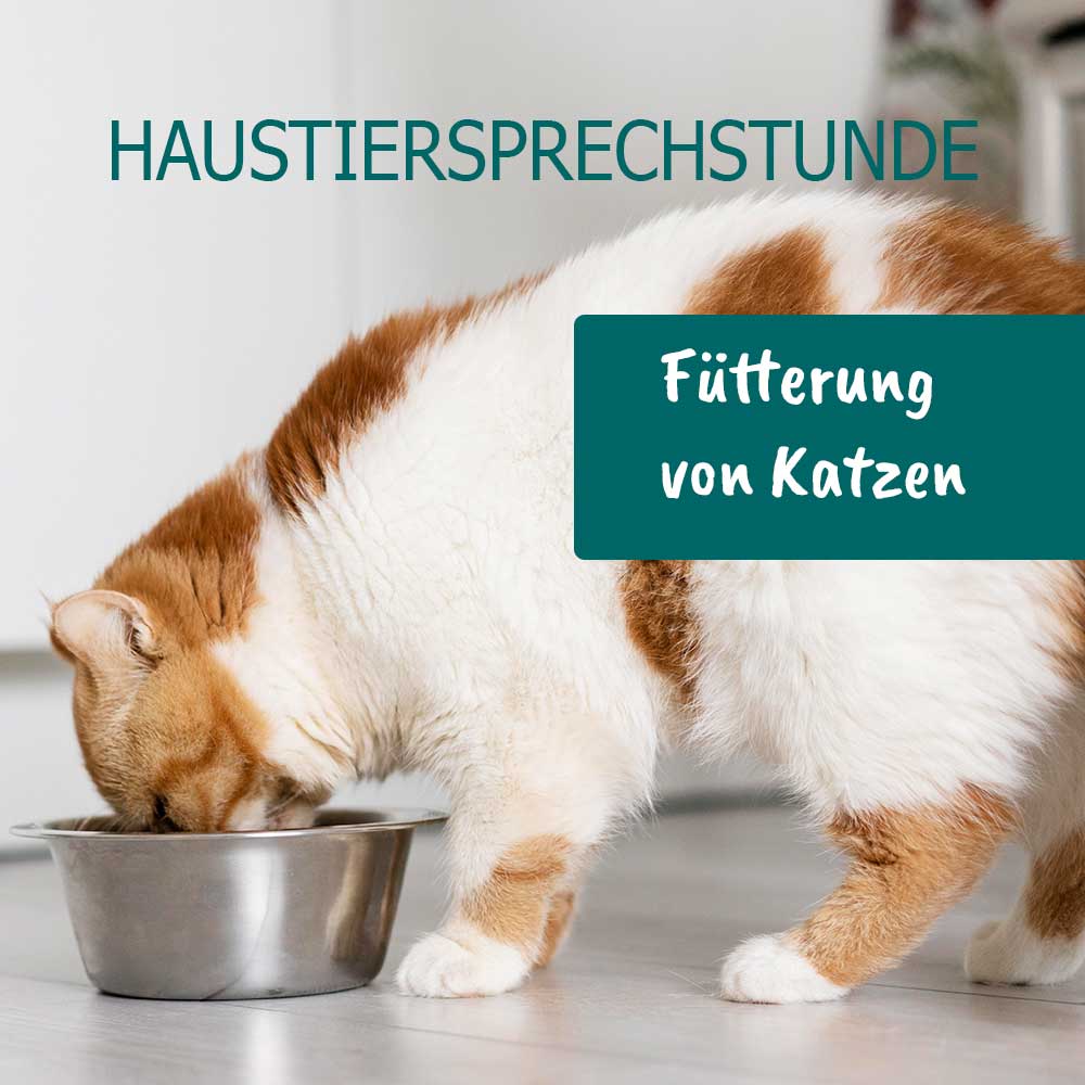 cdVet Haustiersprechstunde – Thema: Fütterung von Katzen Wie? Was? Womit?
