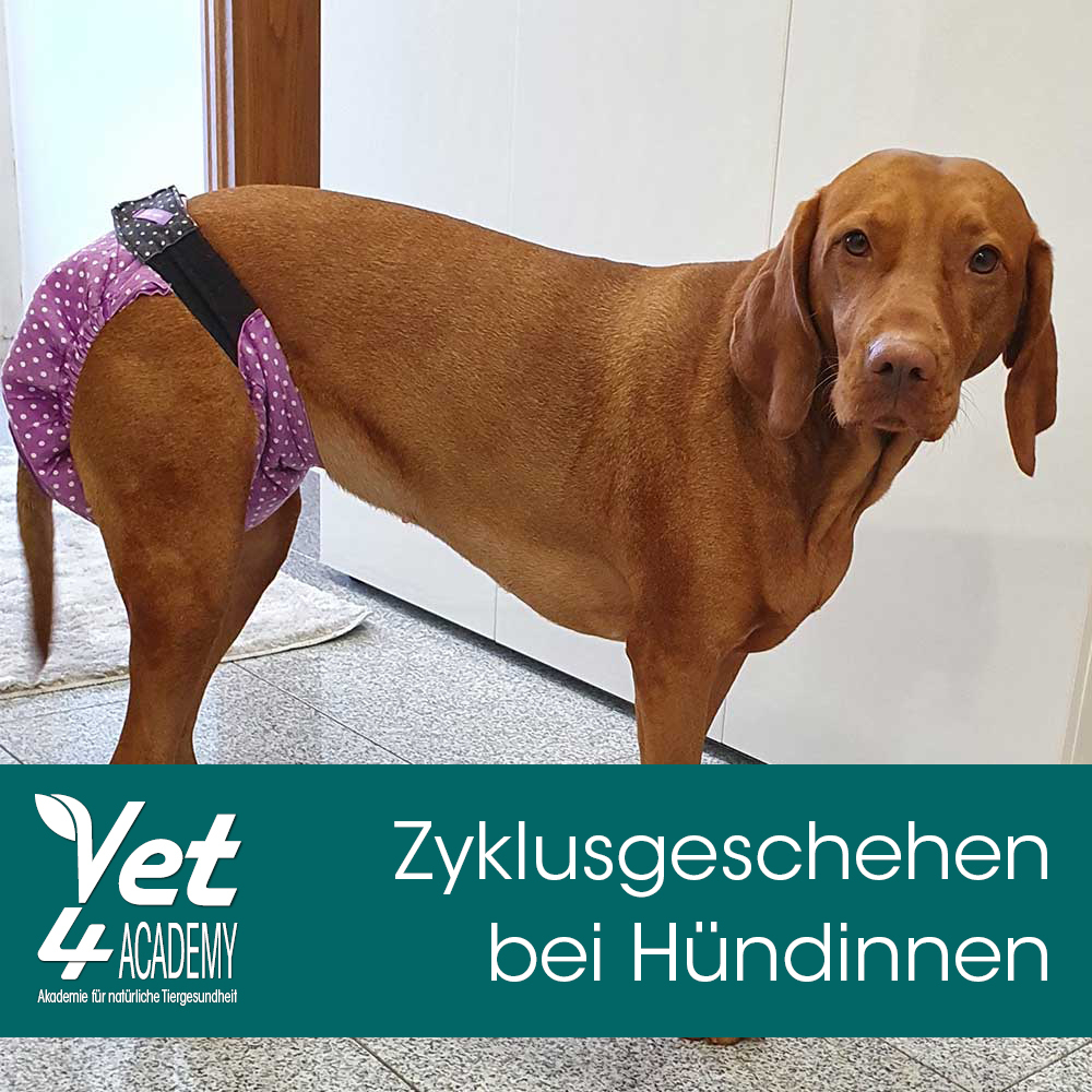 Videoaufzeichnung - Zyklusgeschehen bei Hündinnen