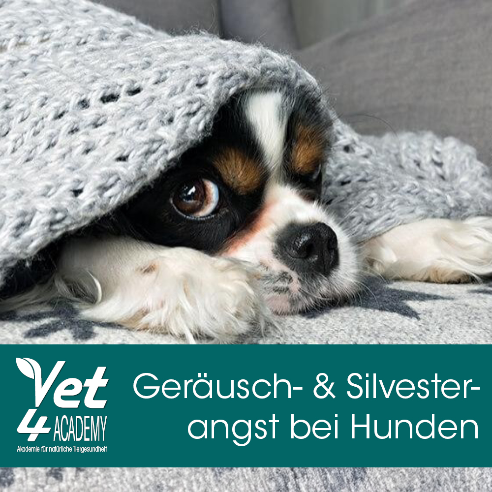 Hund, Säugetier, Haustier, Welpe