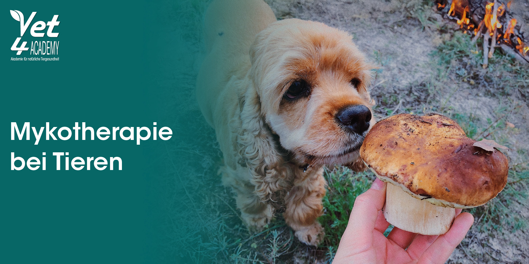 haustier, hund, leckeres-snack, pilz, mykotherapie