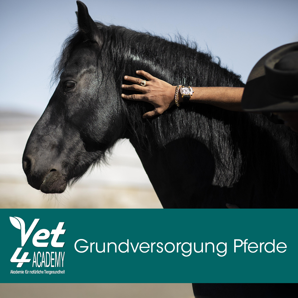 Tier, Pferd, Säugetier, Hengst