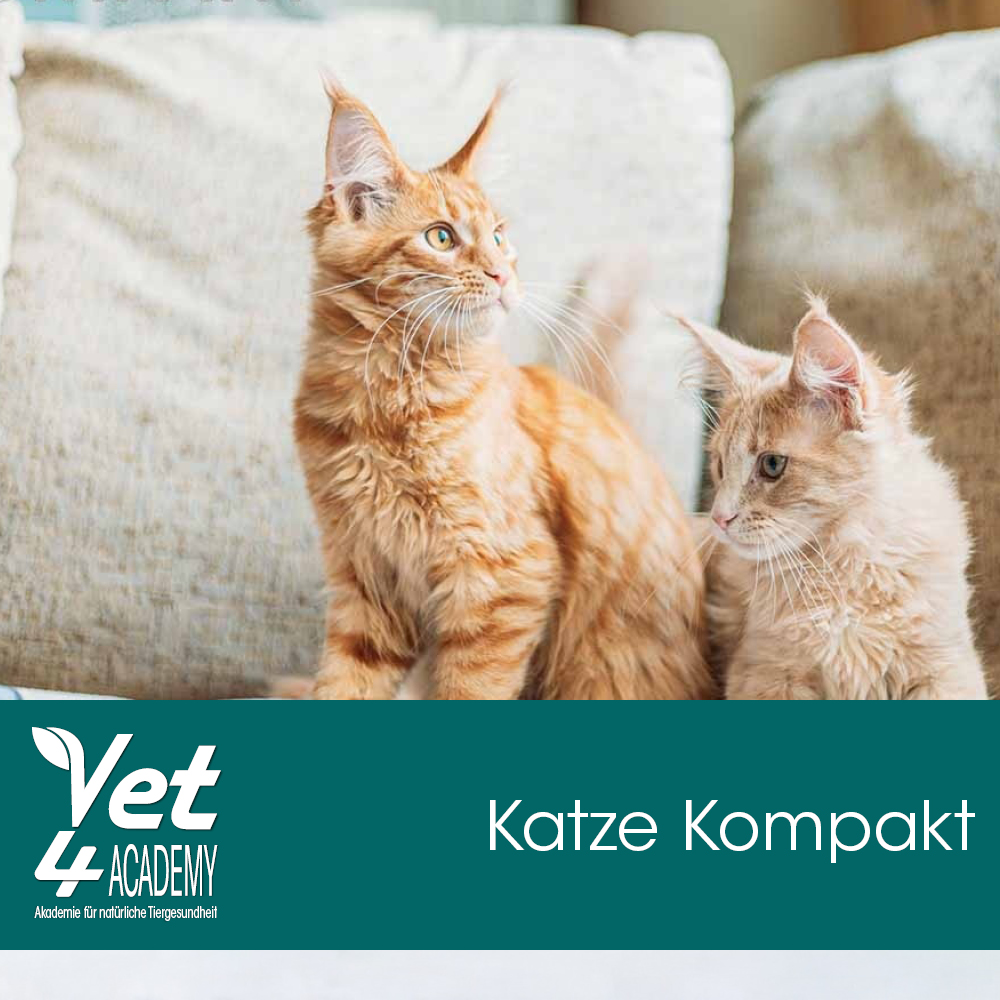 Videoaufzeichnung - Katze Kompakt