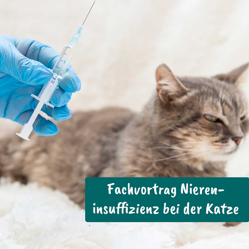 Videoaufzeichnung - Fachvortrag Niereninsuffizienz bei der Katze
