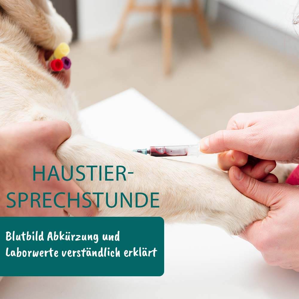 cdVet Haustiersprechstunde - Thema: Blutbild - Abkürzung und Laborwerte verständlich erklärt (Hunde)